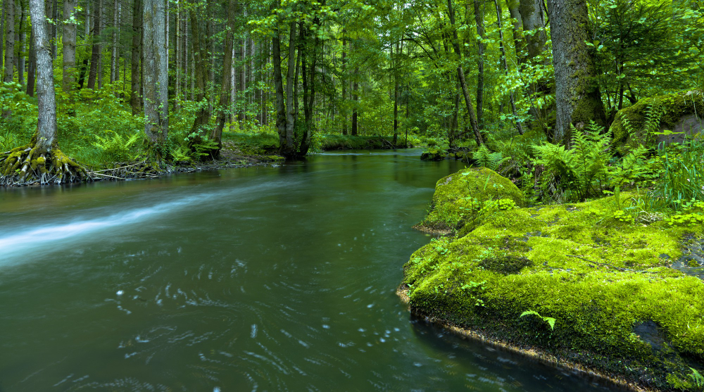 New Forest Water