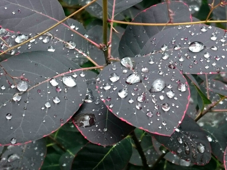 Raindrops on leaves